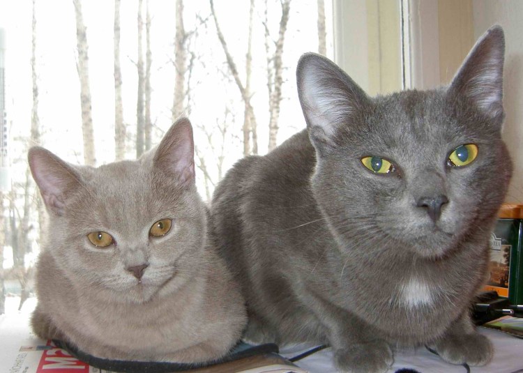 Метис британца и обычной