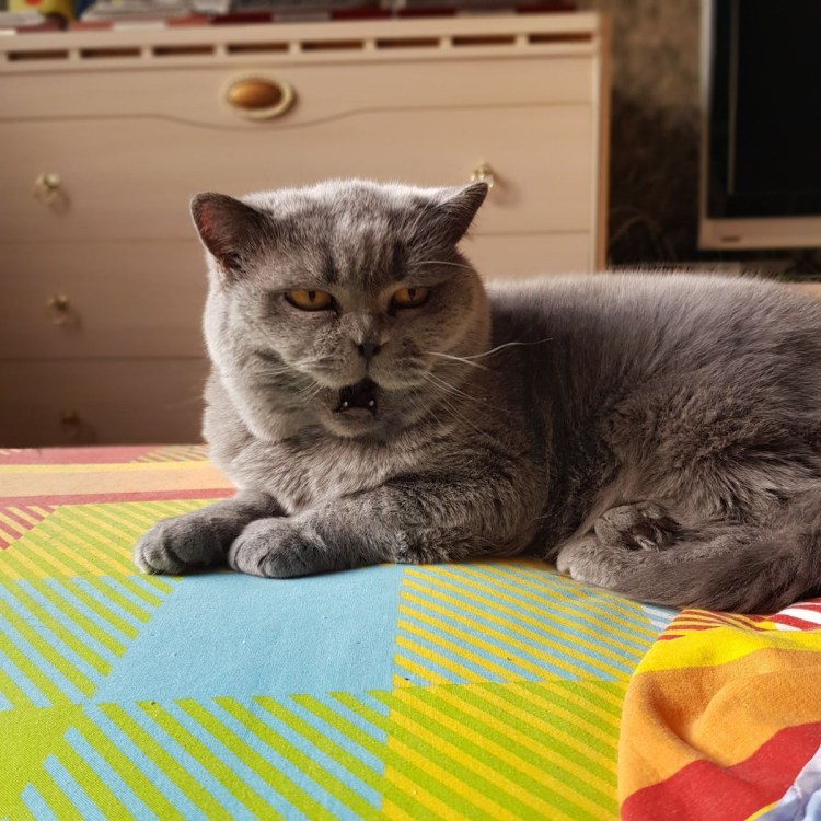 Британская короткошёрстная кошка взрослая метис