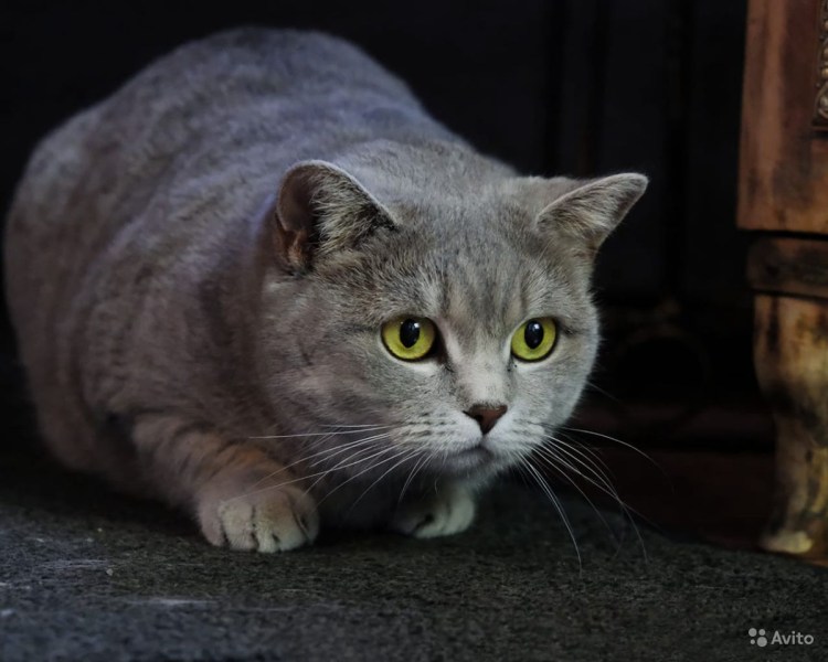Кот голубой британец метис