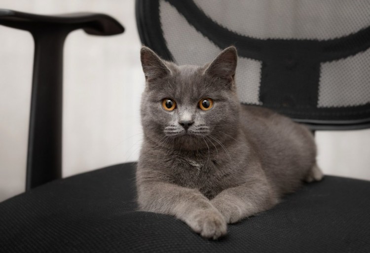 Метис британской кошки