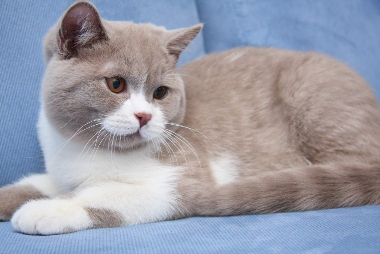 Кошка метис тайская британский голубой