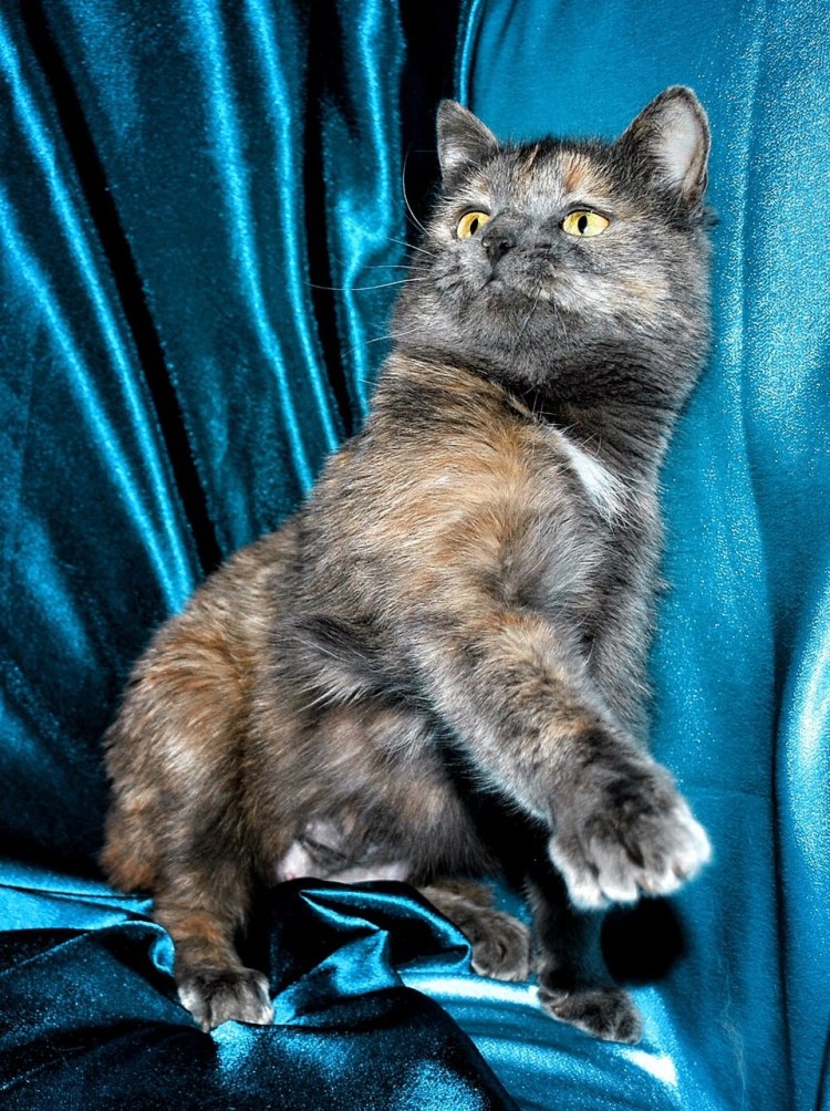 Кошка метиска британка