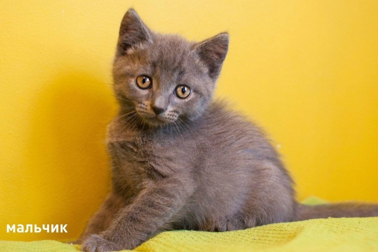 Метис британской кошки