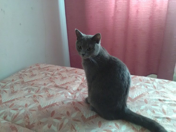 Мартин кличка для кота