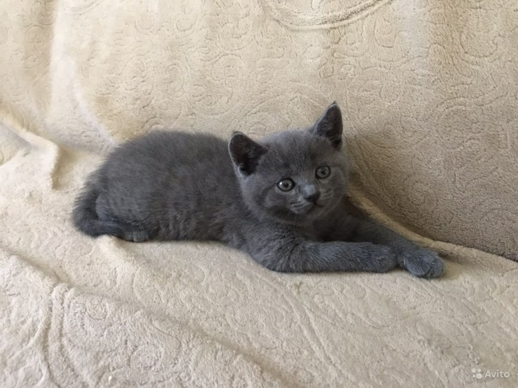 Кошка британка метис