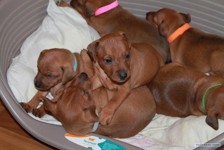 Славянка виртуоз Цвергпинчер