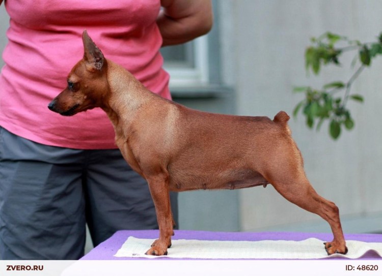 Новорожденные щенки цвергпинчера