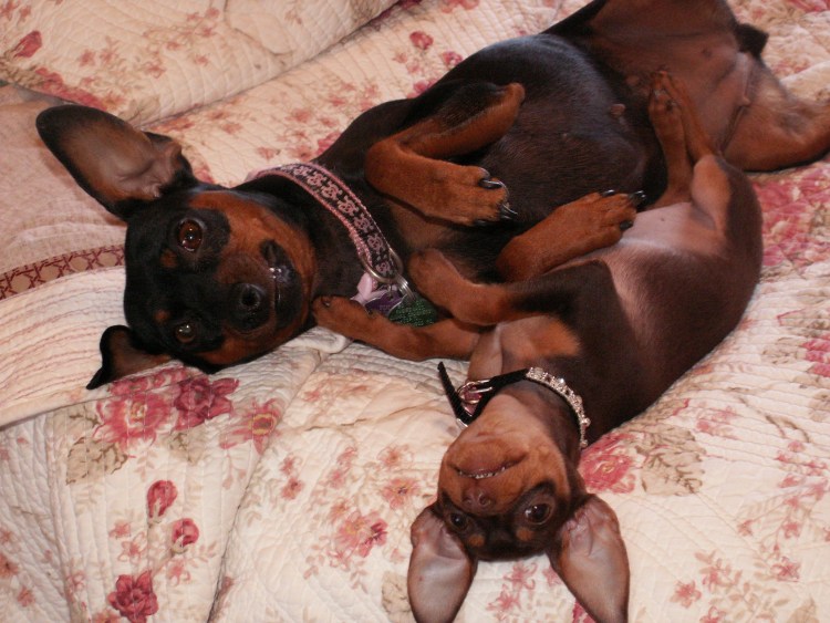 Карликовый пинчер лежит