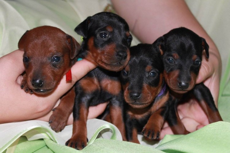 Цвергпинчер Юки