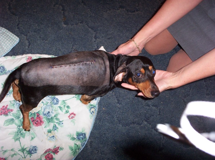 Пинчер терьер карликовый