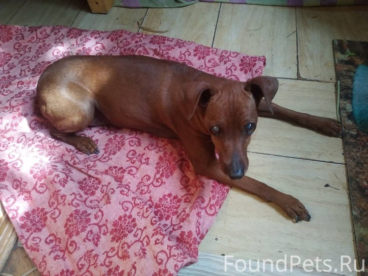 Цвергпинчер черно-подпалый