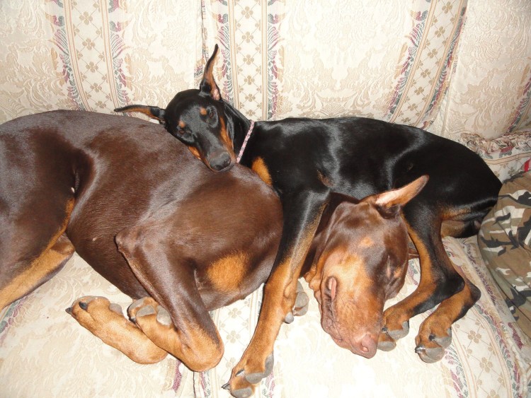 Половой орган добермана