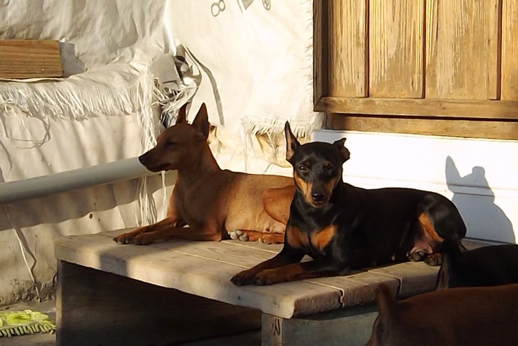 Карликовый пинчер