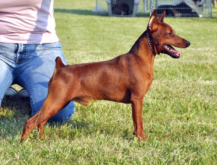 Карликовый пинчер жирный