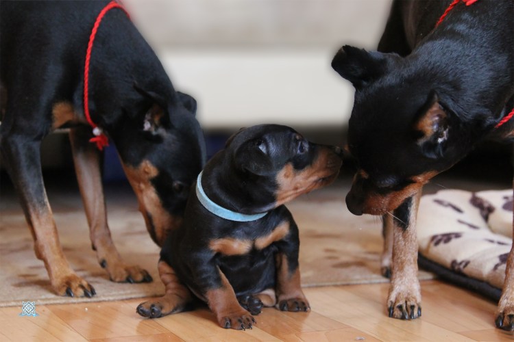 Немецкий пинчер питомник в Екатеринбурге