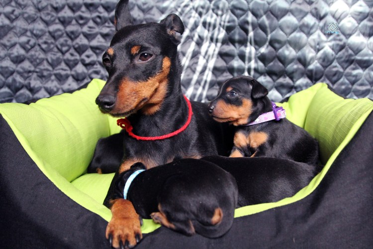 Мини Доберман Цвергпинчер черный