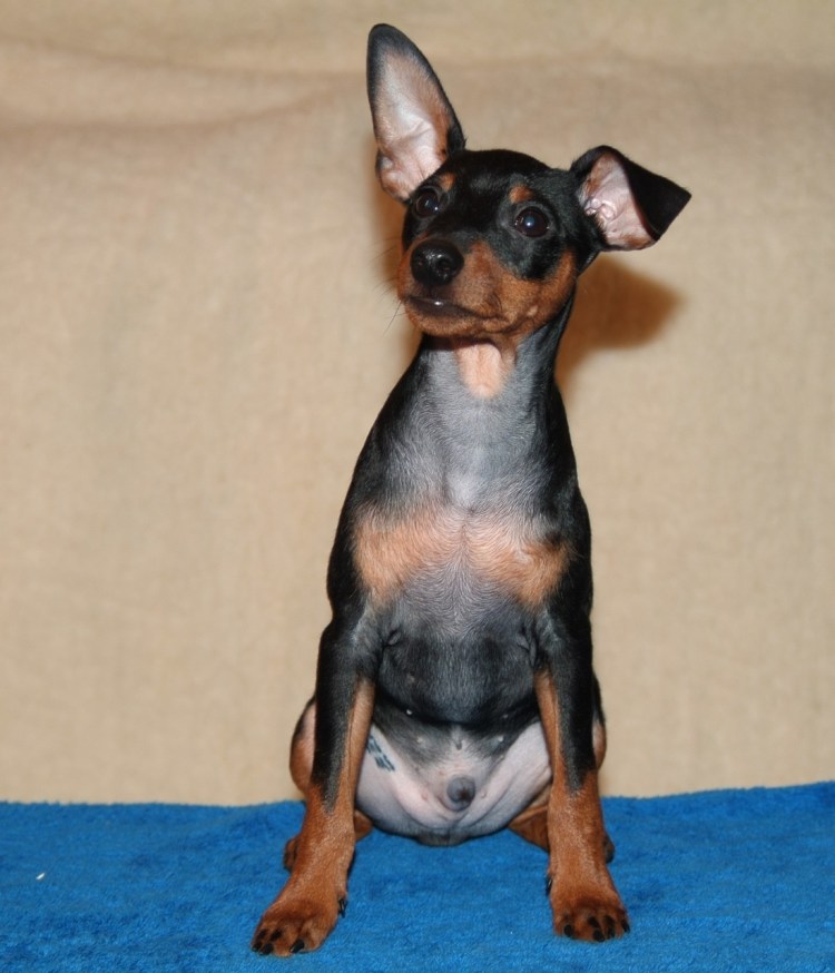 Карликовый пинчер