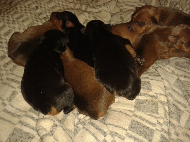 Иконка беременная собака беременная