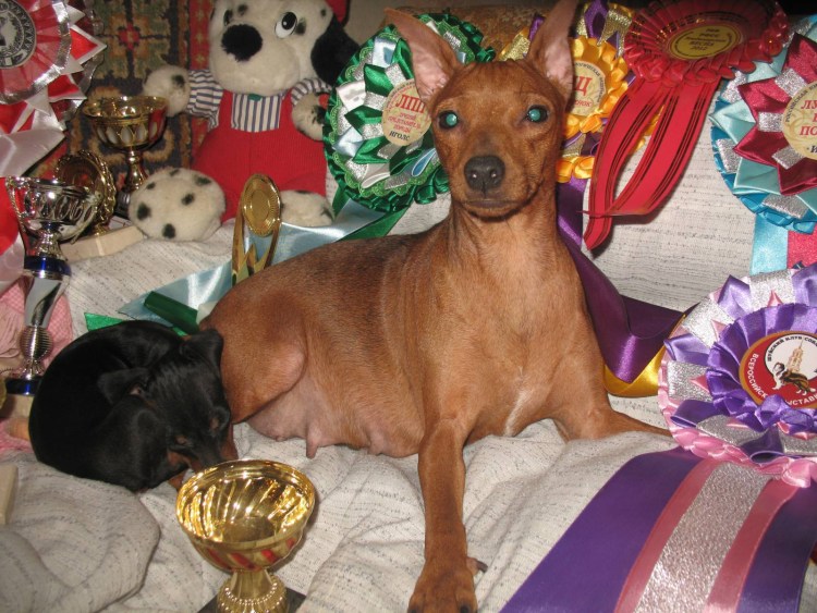 Рыжий Цвергпинчер уши