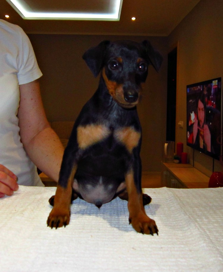Доберман щенок