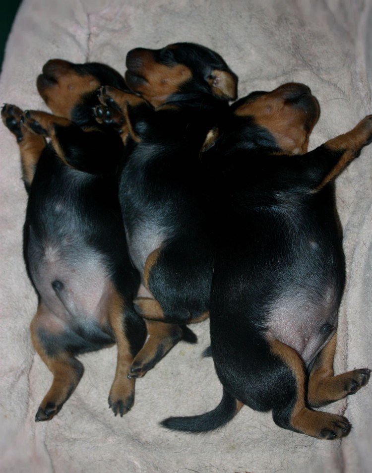 Питомник карликовых пинчеров из питерского Дозора