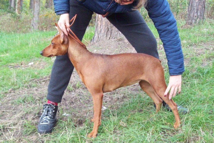 Беременные Пинчеры