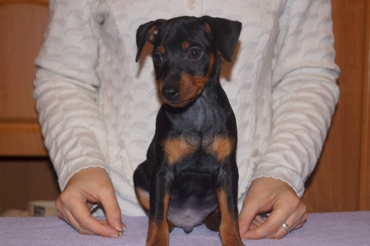 Карликовый пинчер отдам даром