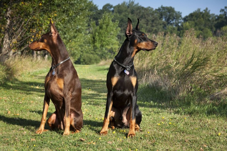 Доберман-пинчер щенок