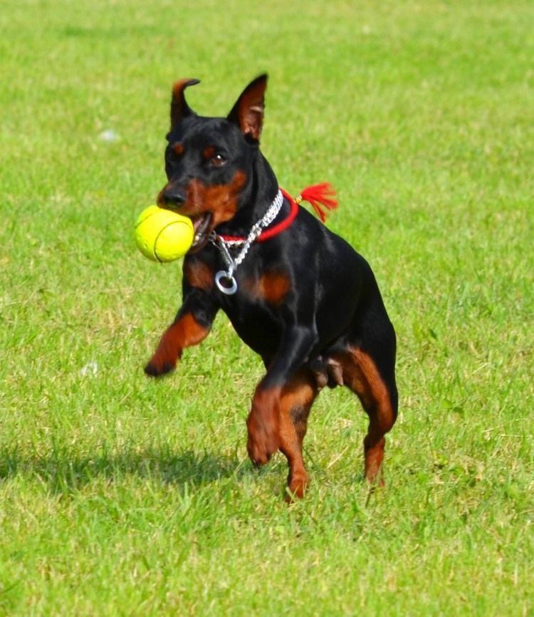 Пинчер терьер