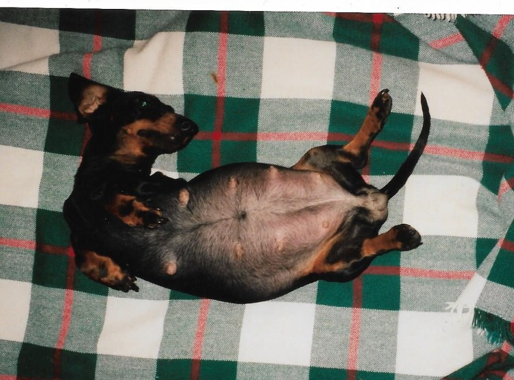 Беременная собака той терьер