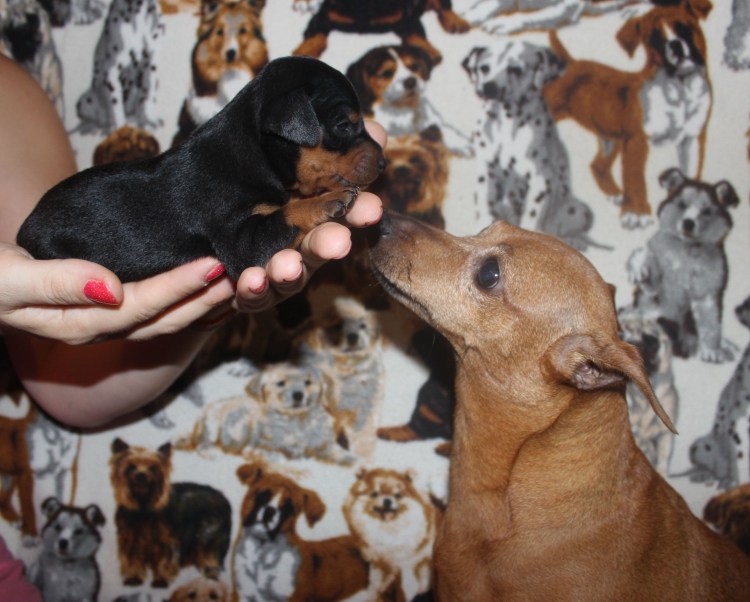 Двухнедельные щенки цвергпинчера