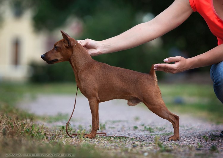 Русский пинчер