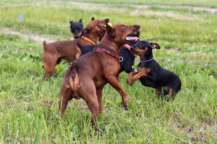 Цвергпинчер на белом фоне