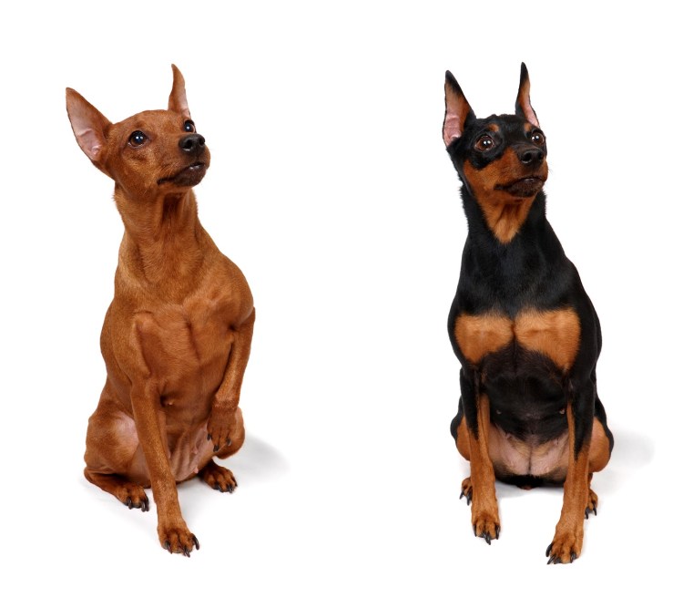 Здоровый Цвергпинчер