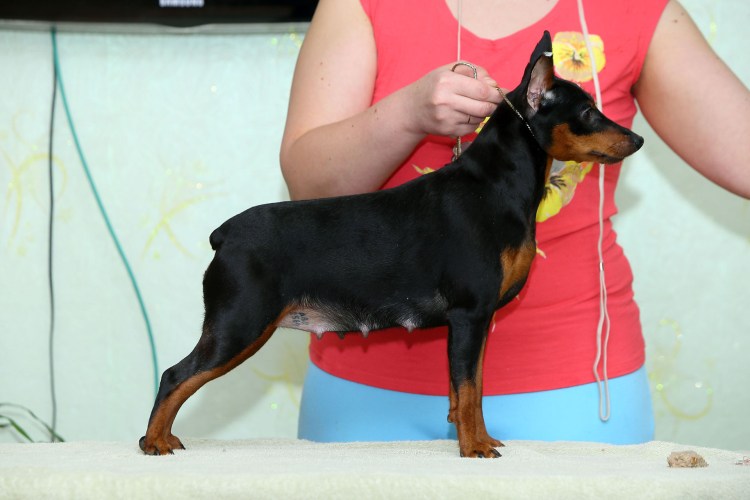 Питомник цвергпинчеров на Камчатке