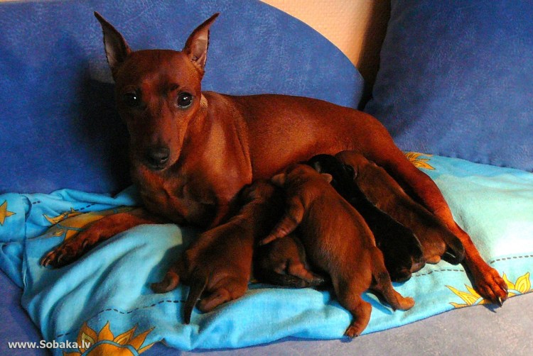 Цвергпинчер и кошка