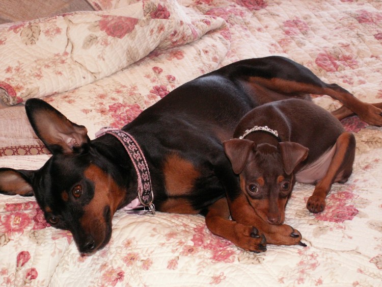 Дювиналь питомник цвергпинчеров