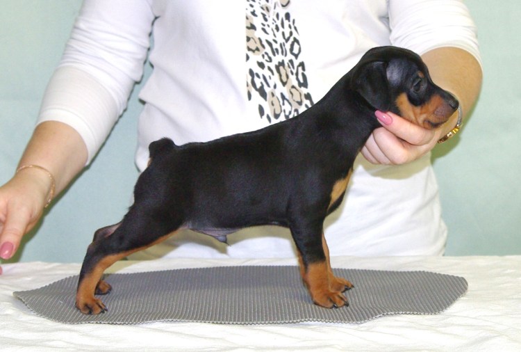 Цвергпинчер Юки