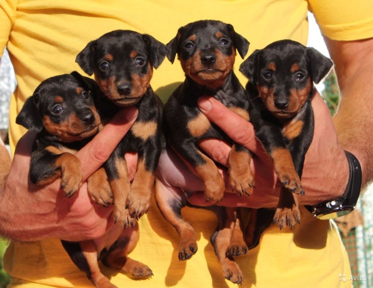 Беременность ротвейлера