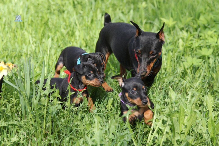 Карликовый пинчер мохнатый