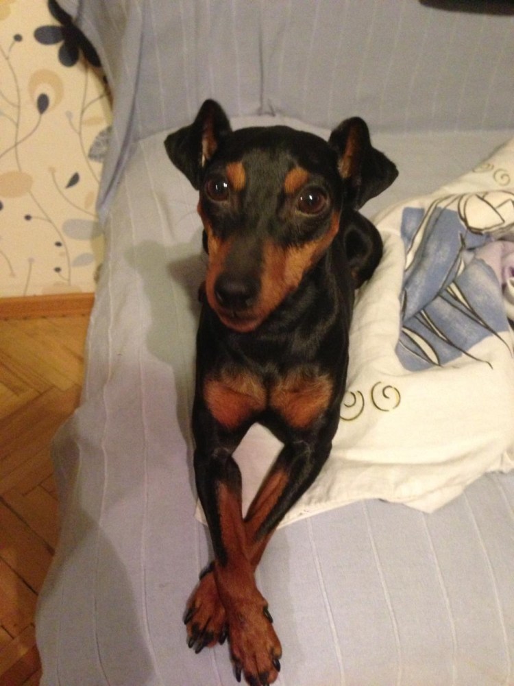 Цвергпинчер рыжий щенок новорожденный