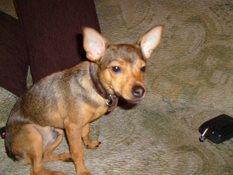 Вологда помощь в вязке собак породы Цвергпинчер