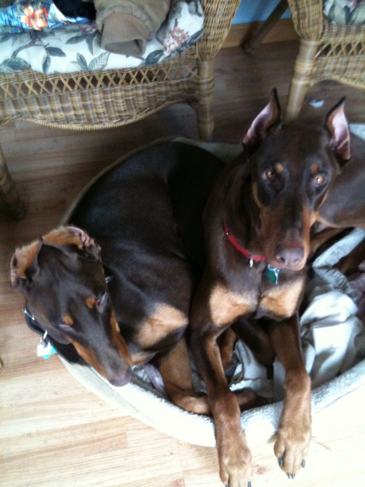 Карликовый пинчер вес