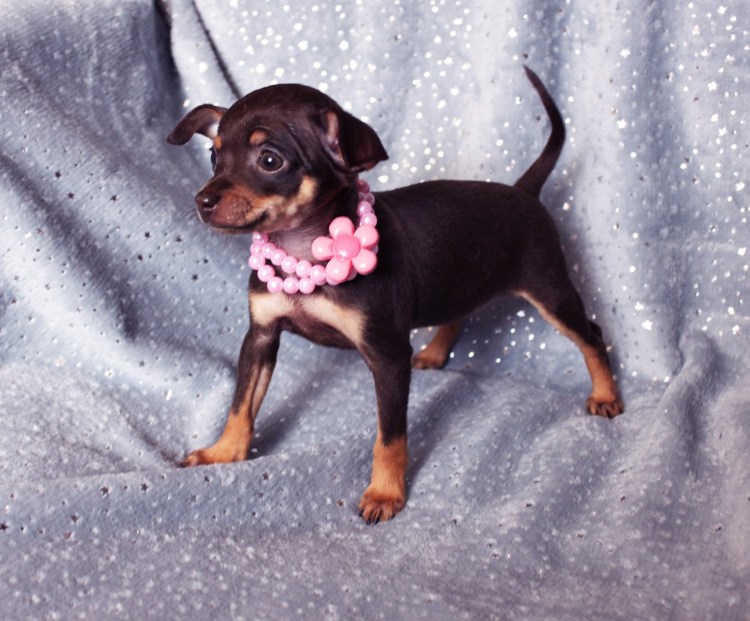 Королевский Доберман