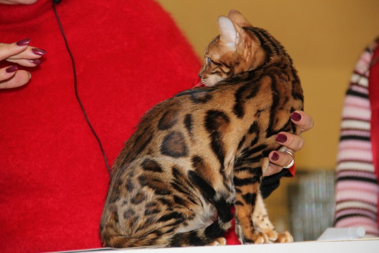 Заводчики бенгальских кошек Сыктывкар