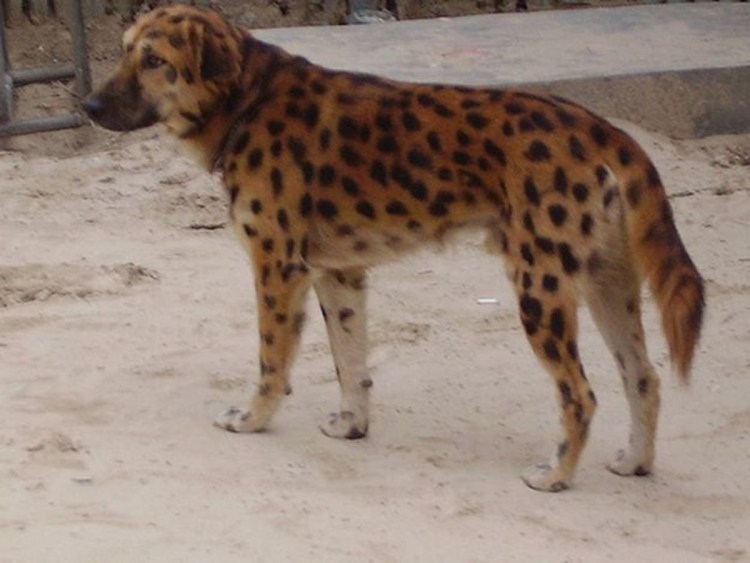 Саванна кошка с человеком