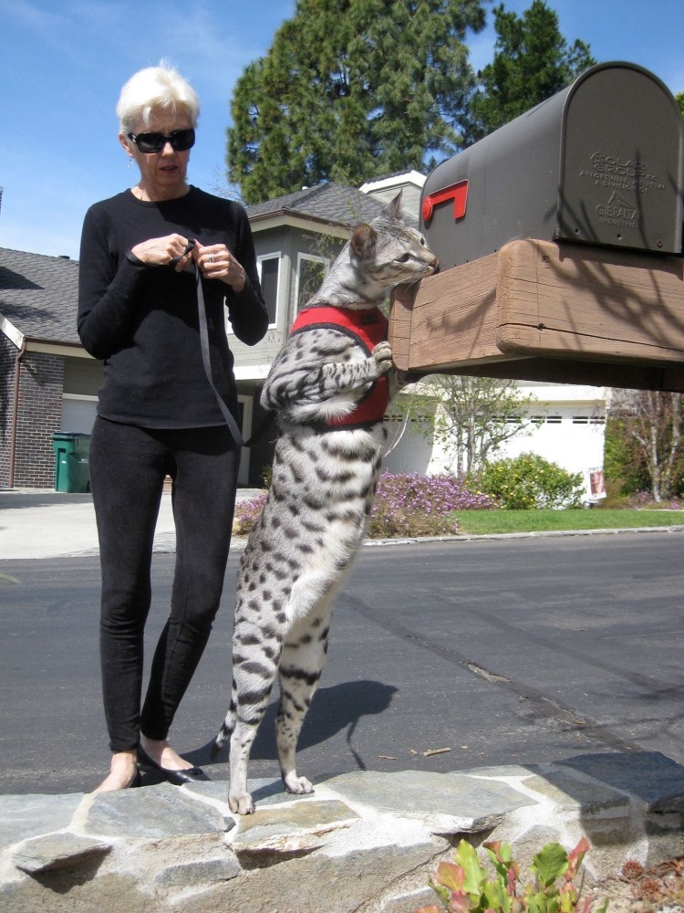 Саванна и Мейн кун