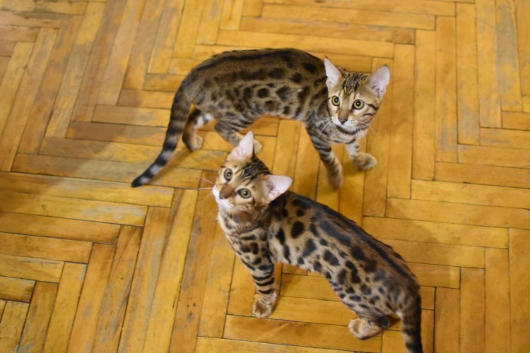 Бенгальский абиссинец