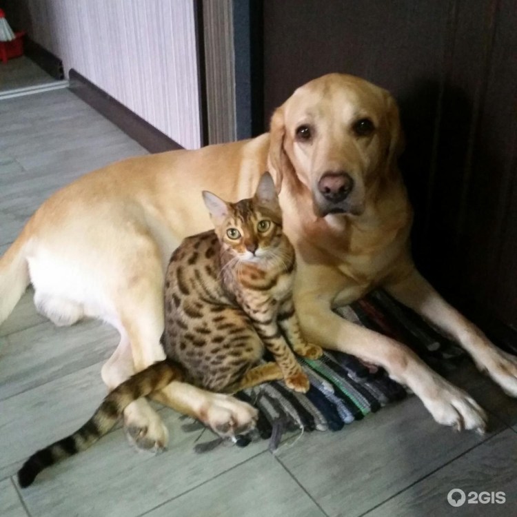 Подобие бенгальской кошки