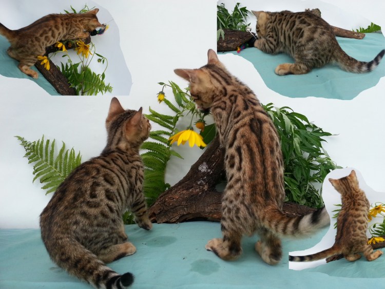 Бенгальская Саванна кошка